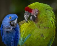 Macaw Family Compositie Portrait�